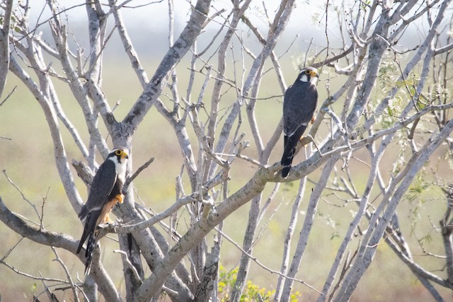 Aplomado Falcon