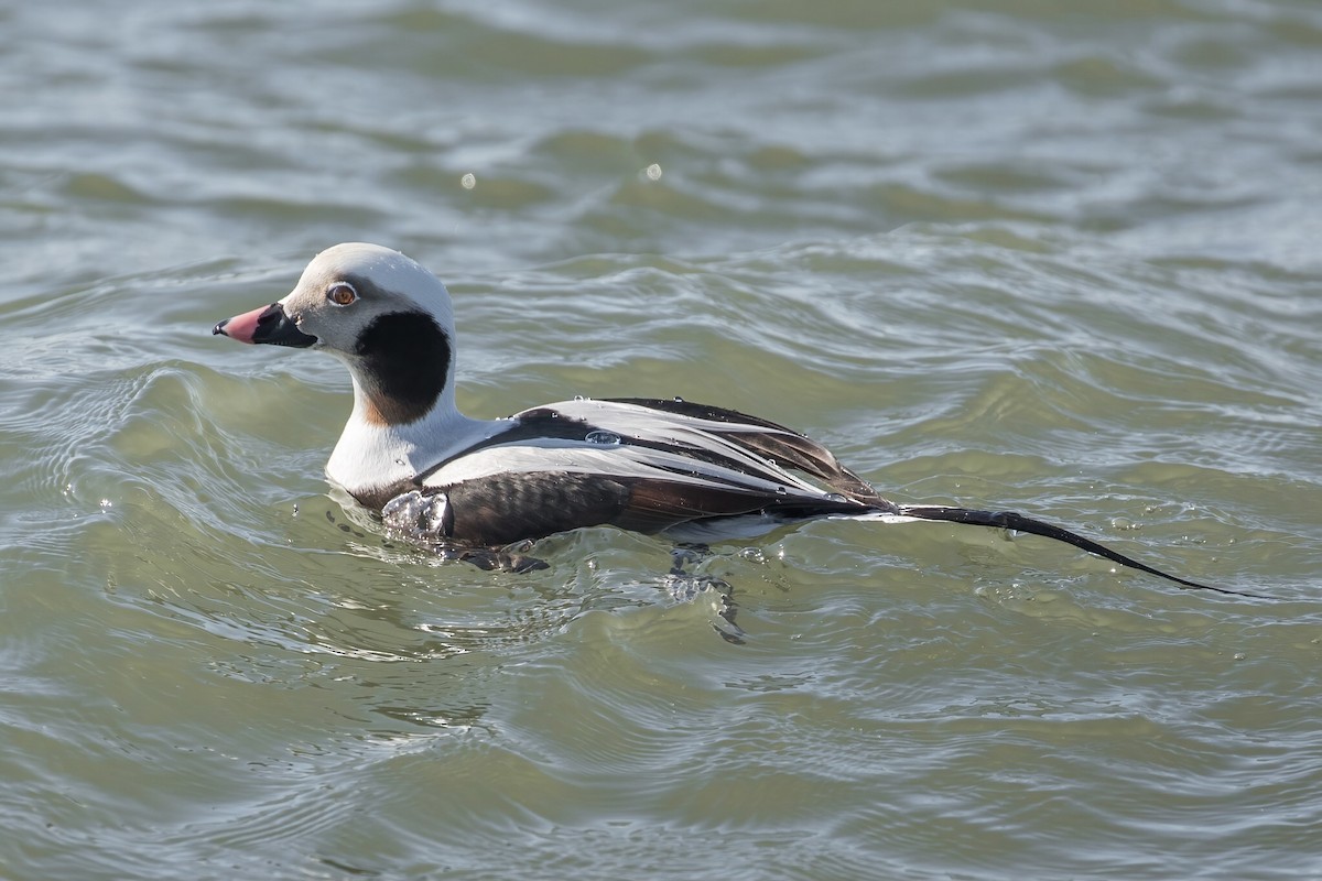 Long-tailed Duck - ML307528011