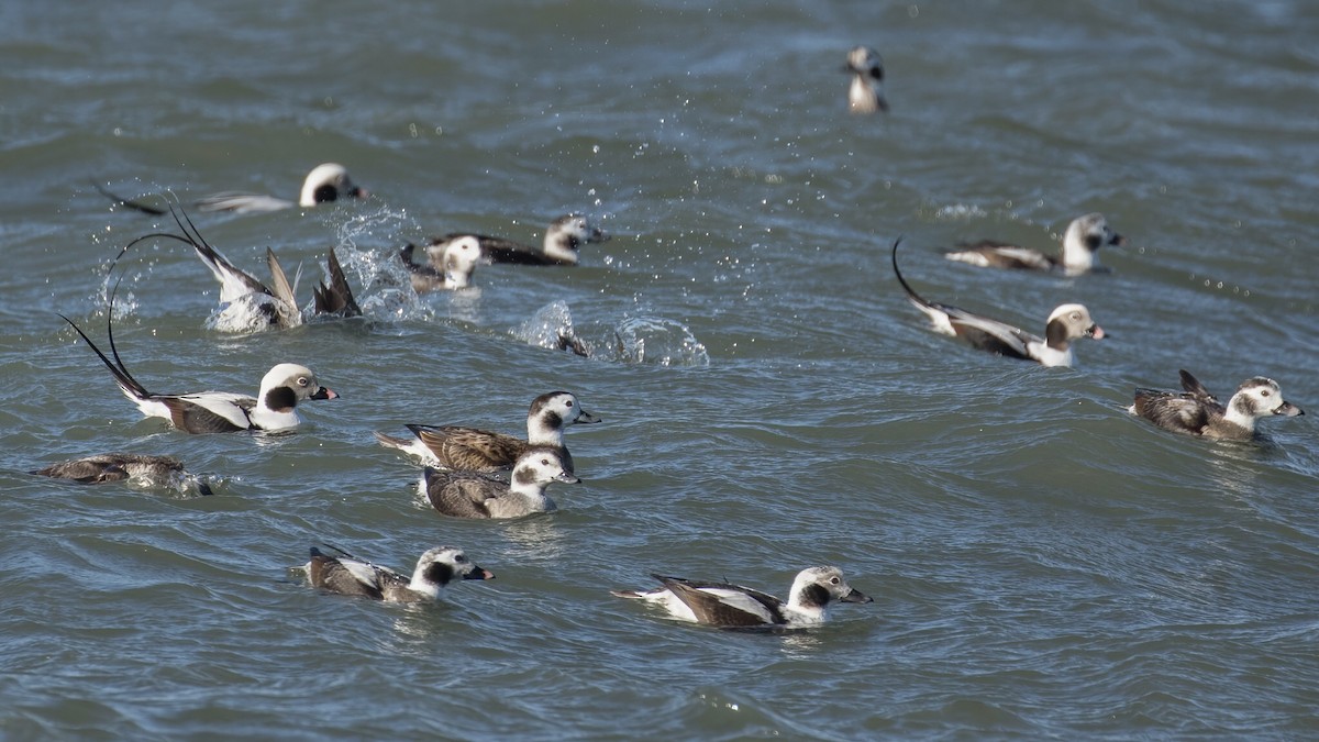 Long-tailed Duck - ML307528031