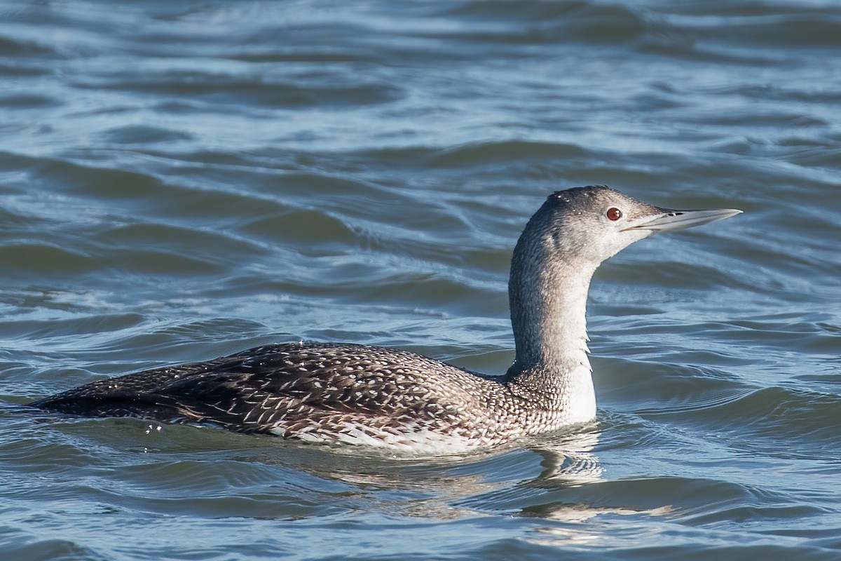 Red-throated Loon - ML307528661