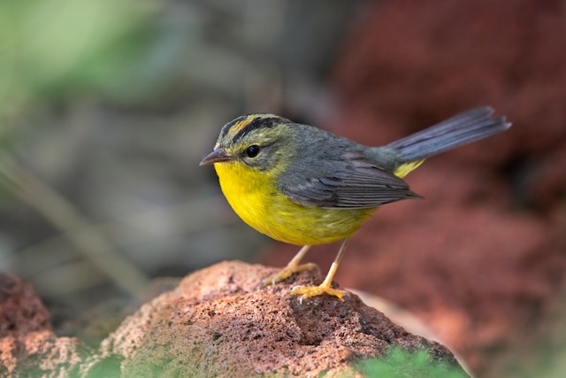 Golden-crowned Warbler