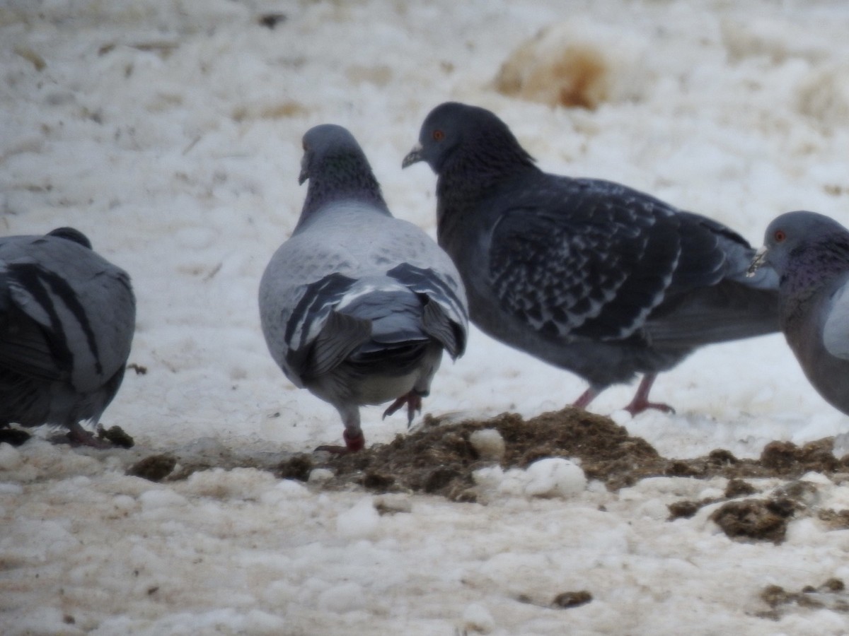 Rock Pigeon (Feral Pigeon) - ML307533511
