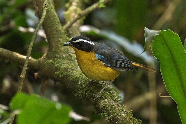 ルリカタツグミヒタキ Ebird