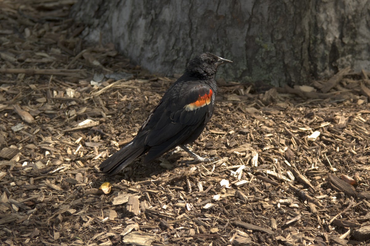 Red-winged Blackbird - Eric Habisch
