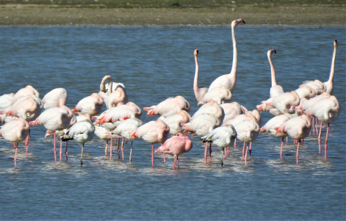 Lesser Flamingo - ML307552191