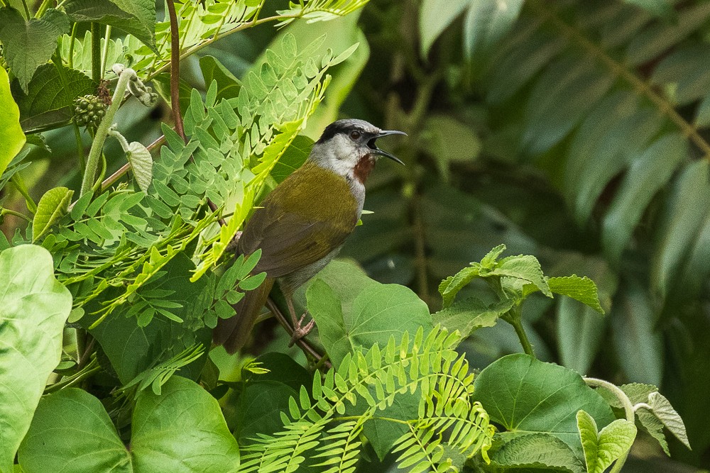 Gray-capped Warbler - ML307555811