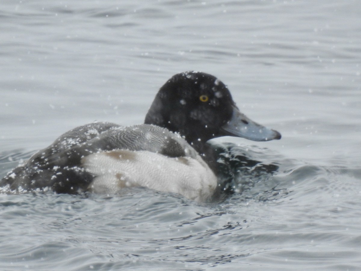 Greater Scaup - ML307556071