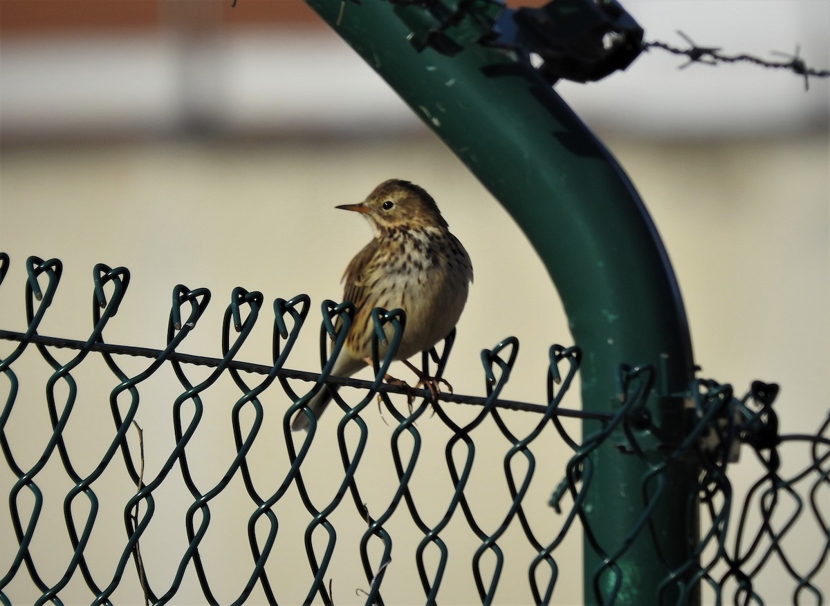 Meadow Pipit - ML307556491