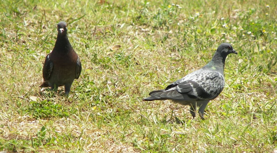 Rock Pigeon (Feral Pigeon) - ML30755871