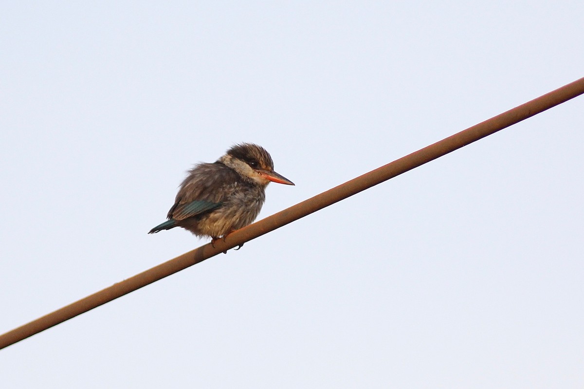 Striped Kingfisher - Carlos  Pedro