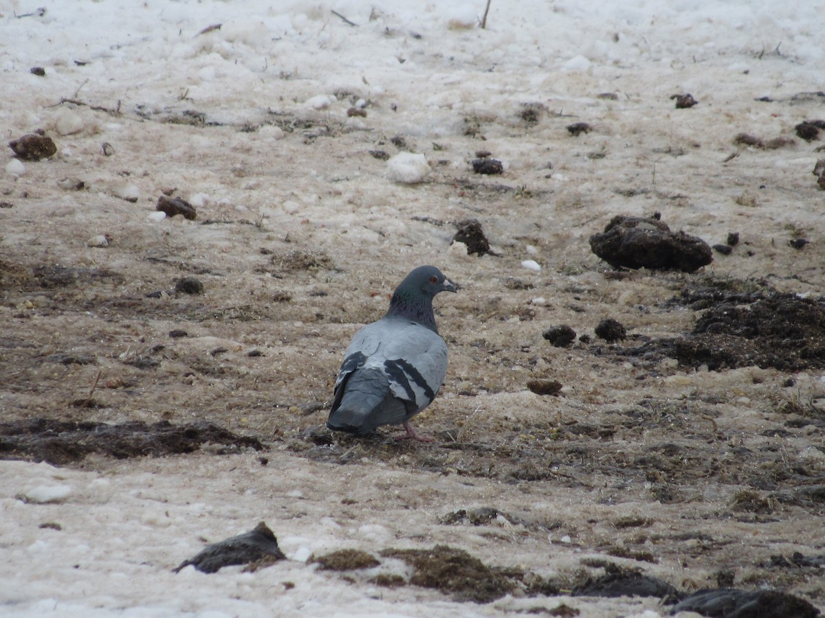 Rock Pigeon (Feral Pigeon) - ML307567711