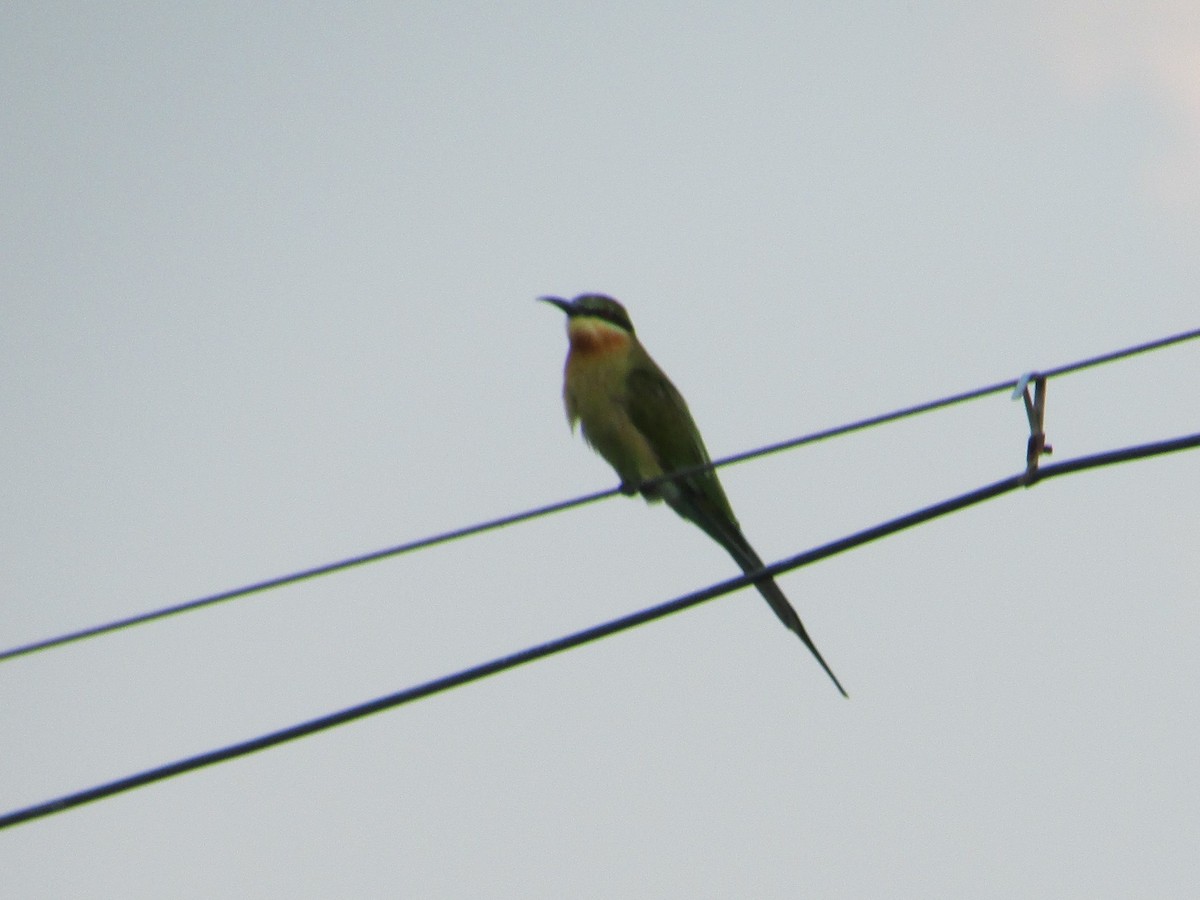 Blue-tailed Bee-eater - ML30756831