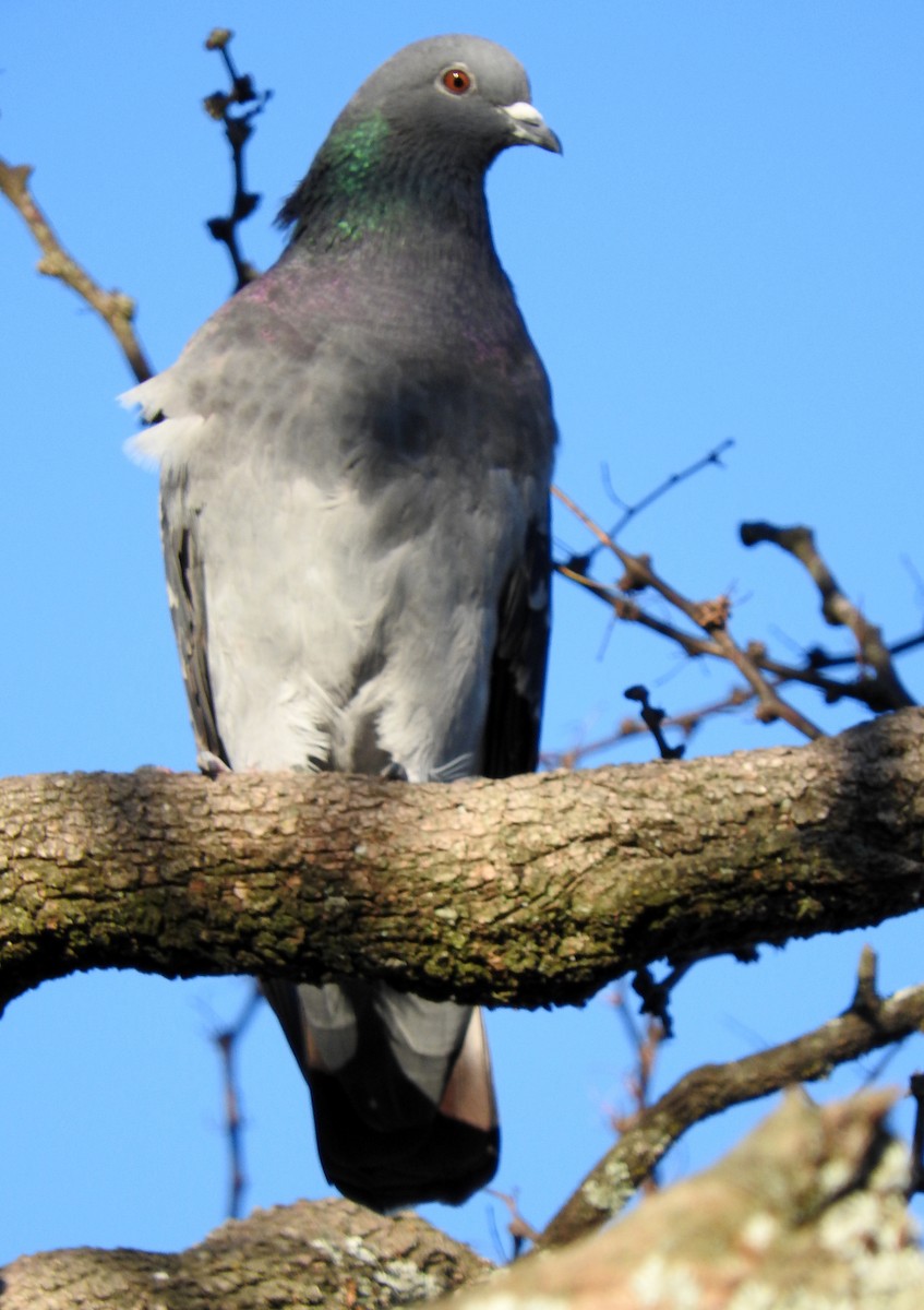 Rock Pigeon (Feral Pigeon) - Diego perez