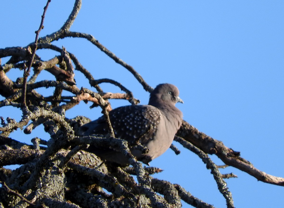 Spot-winged Pigeon - Diego perez