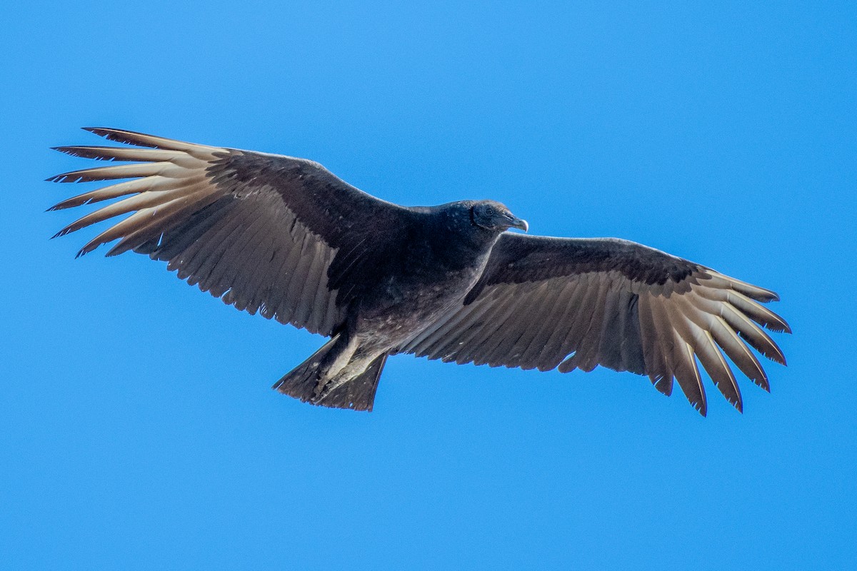 Black Vulture - German Garcia