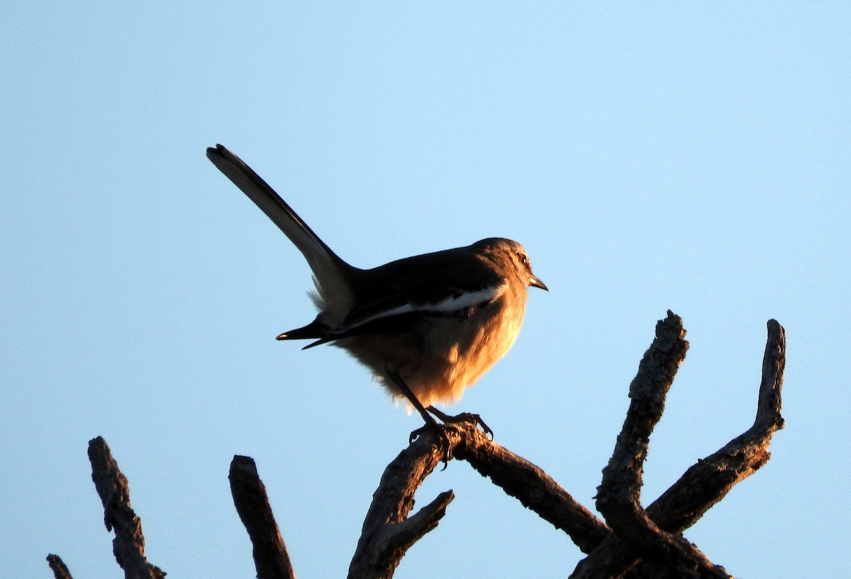 White-banded Mockingbird - Diego perez