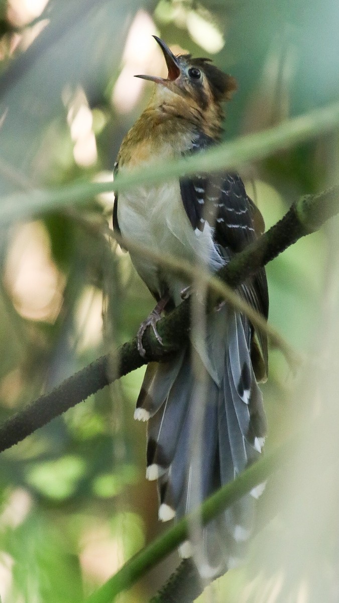 Pavonine Cuckoo - Jhonathan Miranda - Wandering Venezuela Birding Expeditions