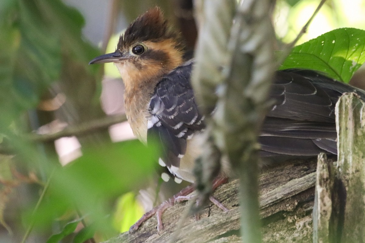 Pavonine Cuckoo - Jhonathan Miranda - Wandering Venezuela Birding Expeditions