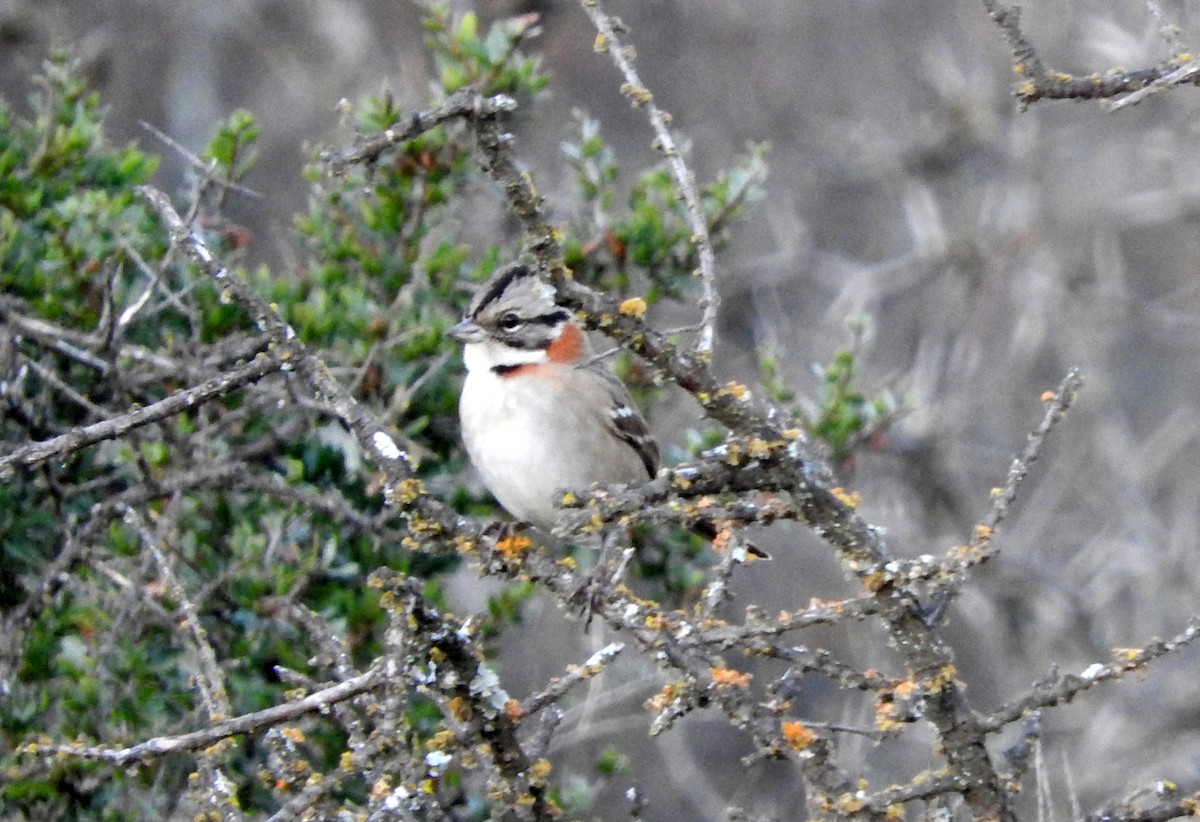 Rufous-collared Sparrow - ML30757181
