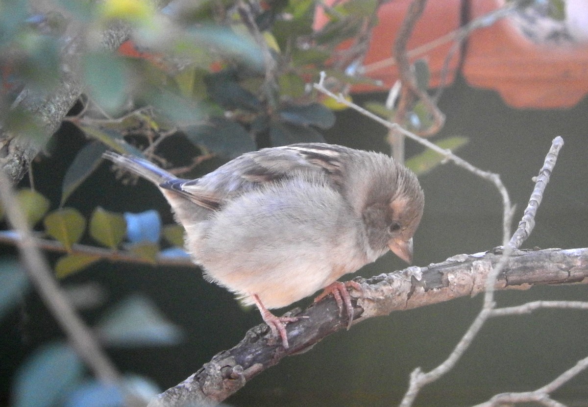 House Sparrow - Diego perez