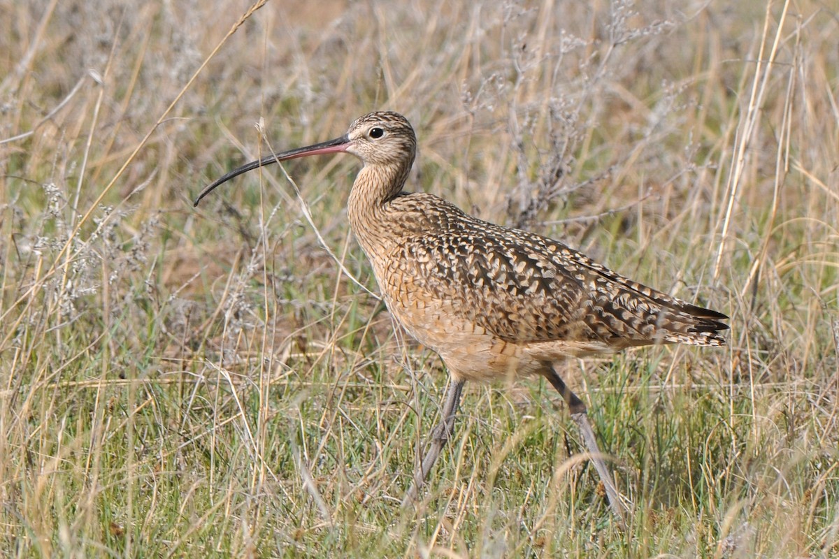 Long-billed Curlew - Cory Gregory