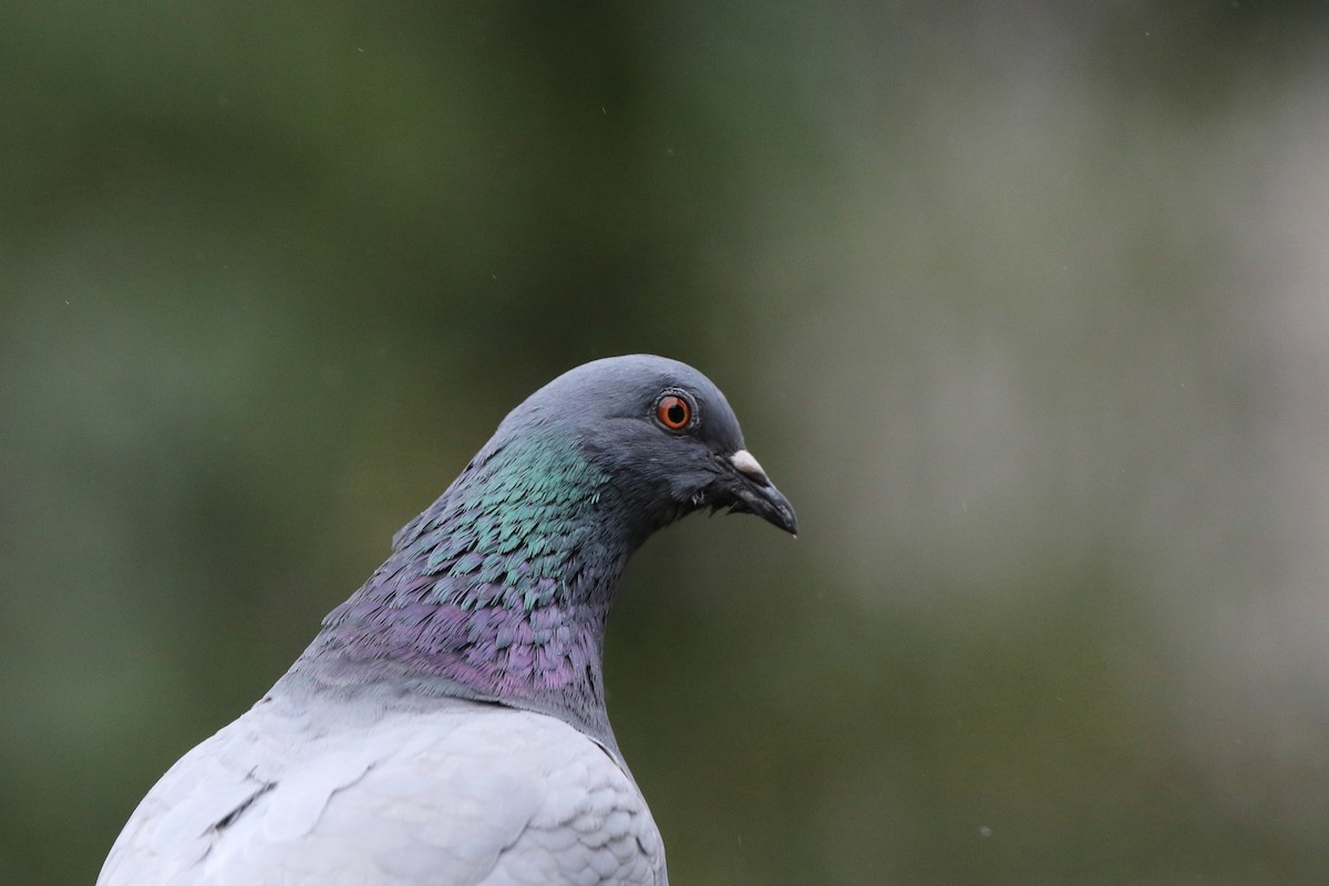 Rock Pigeon (Feral Pigeon) - Don Brode
