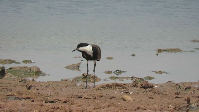Spur-winged Lapwing - ML307580001