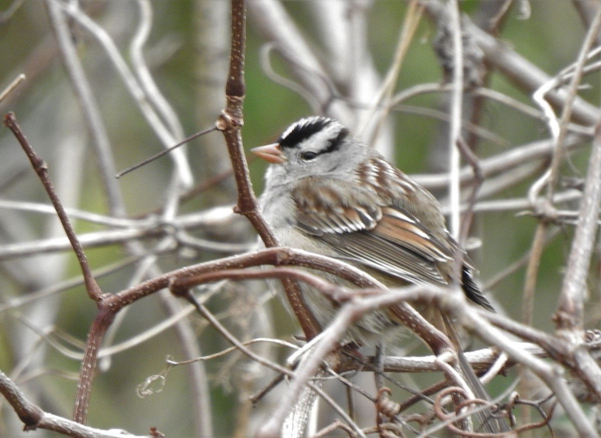 White-crowned Sparrow (Gambel's) - ML307581511
