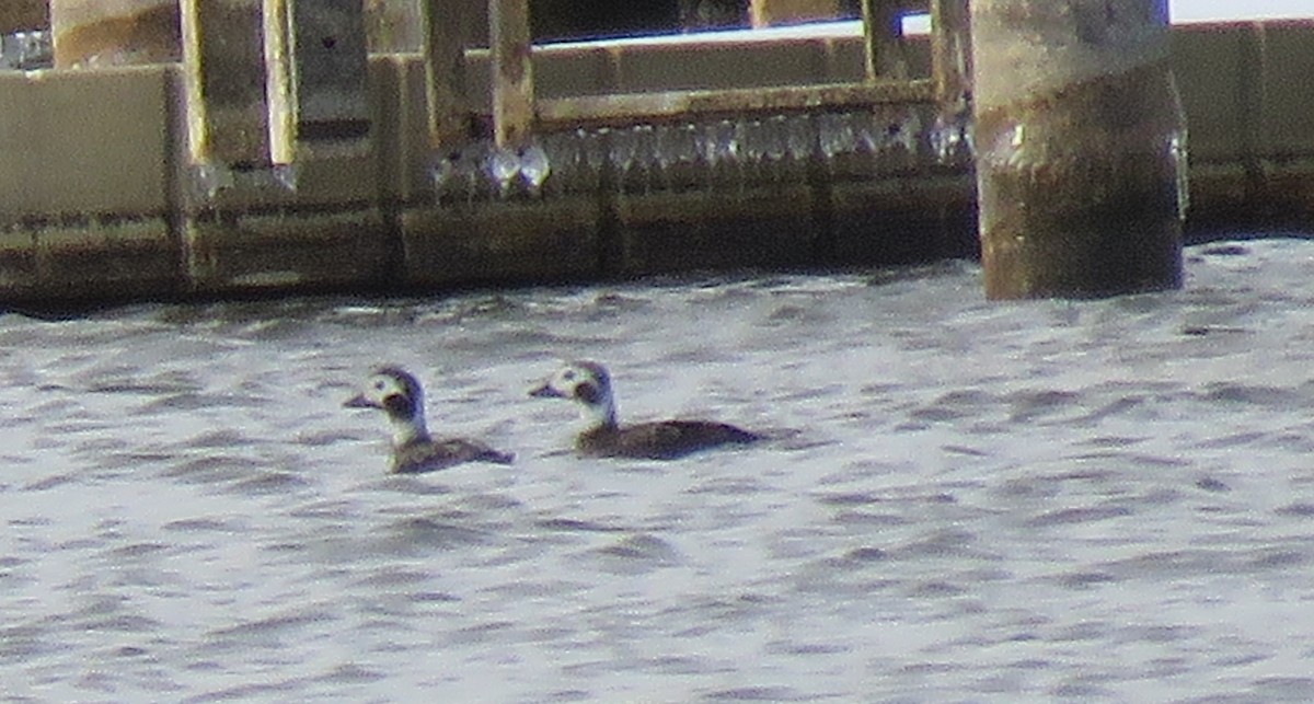 Long-tailed Duck - ML307588691