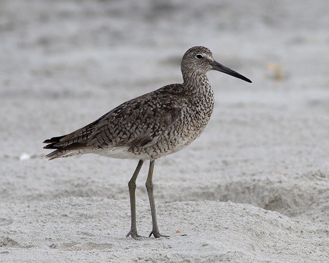 Willet - Martin Wall