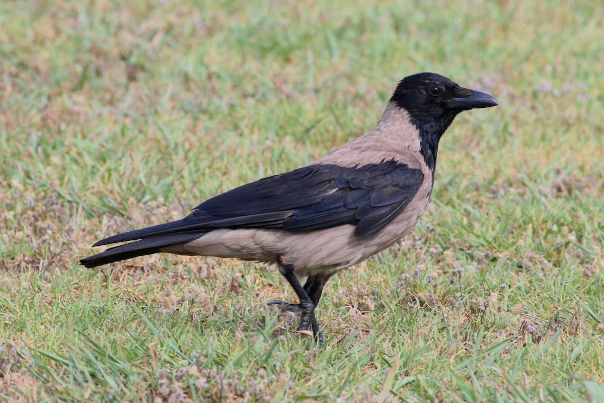 Hooded Crow - ML30759311