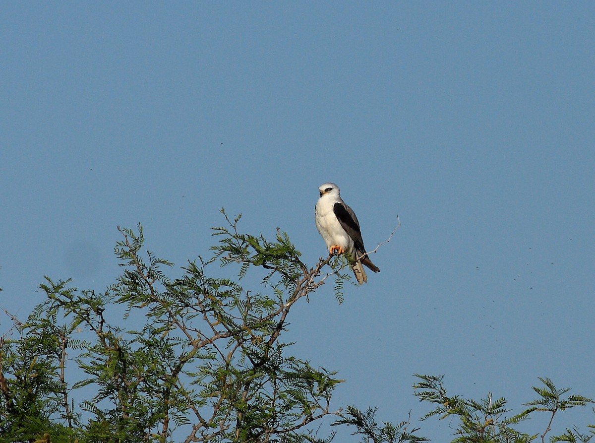 White-tailed Kite - ML307594121