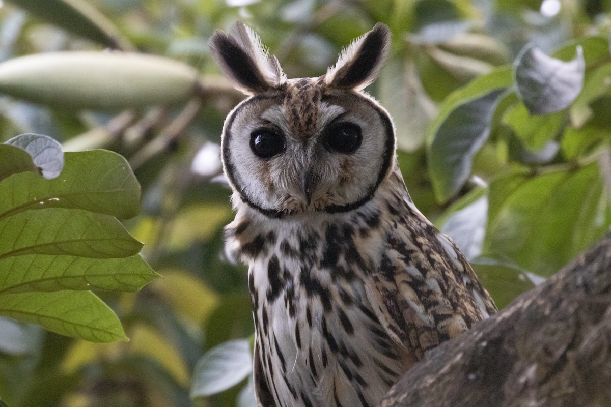 Striped Owl - ML307602681