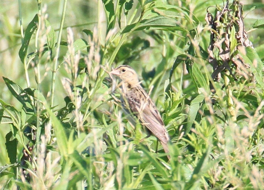 Grasshopper Sparrow - ML30760581