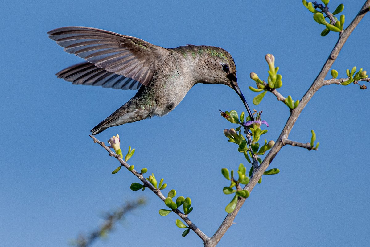 Costa's Hummingbird - ML307605811