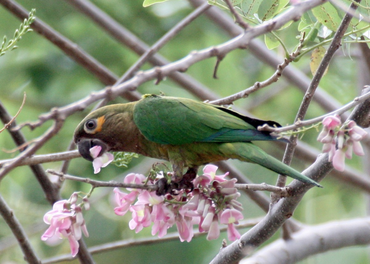 Brown-throated Parakeet - Angela Conry