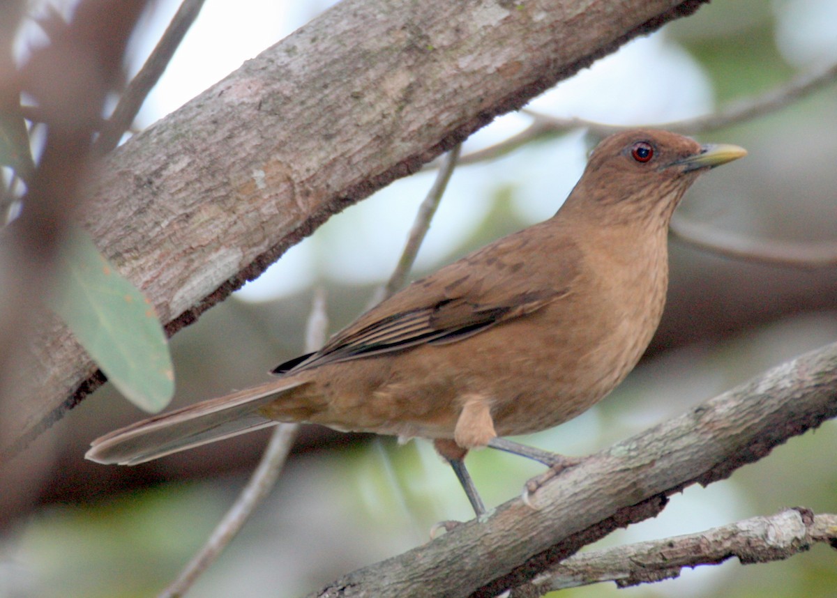 Clay-colored Thrush - Angela Conry