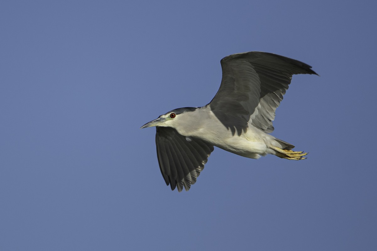 Black-crowned Night Heron - Neil Rucker