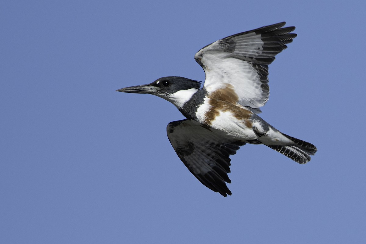 Belted Kingfisher - Neil Rucker