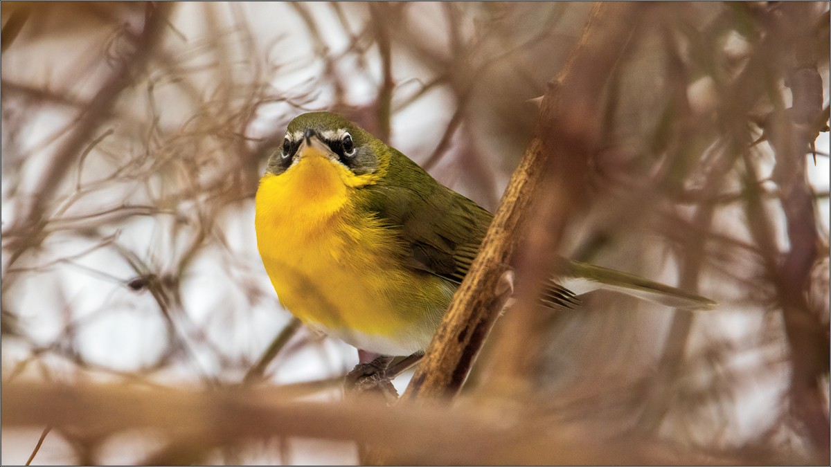 Yellow-breasted Chat - ML307614611