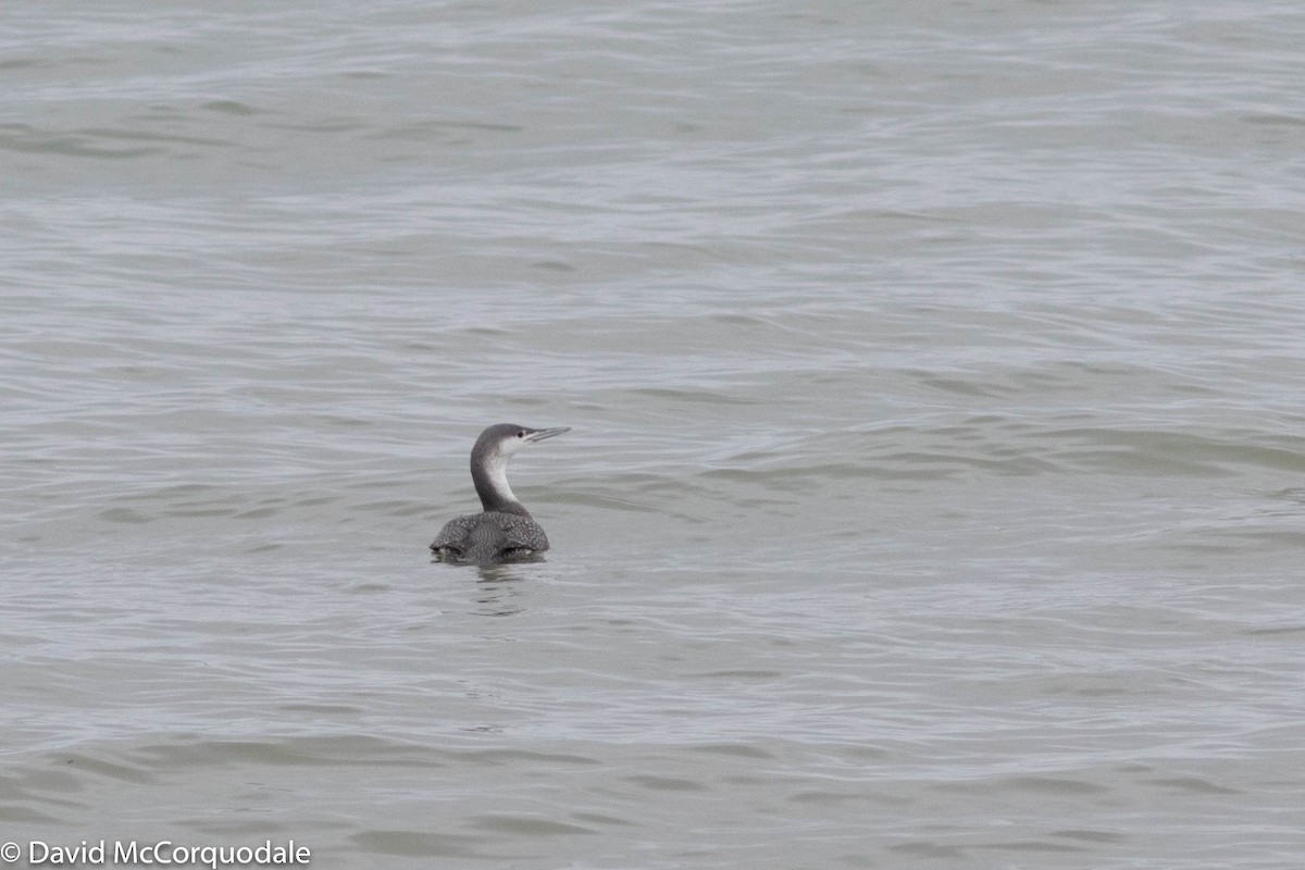 Red-throated Loon - David McCorquodale