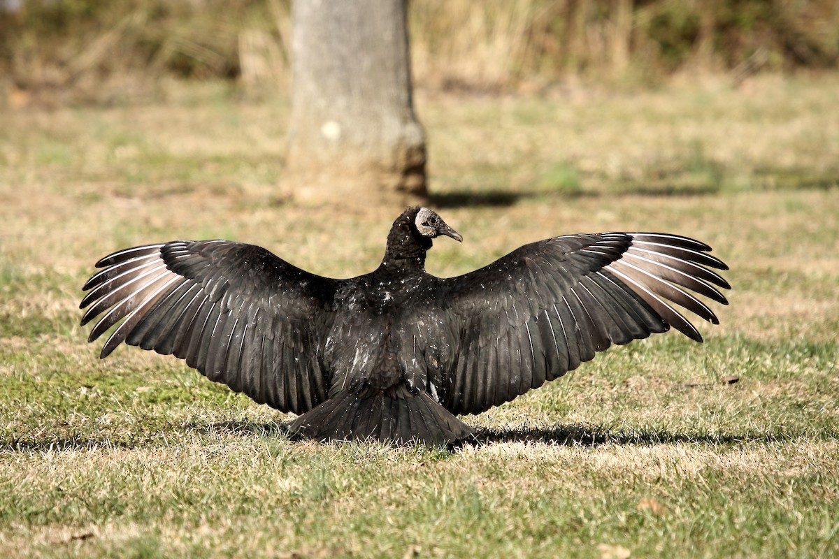 Black Vulture - ML307624801