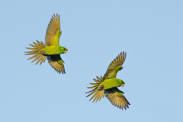 Green Parakeet