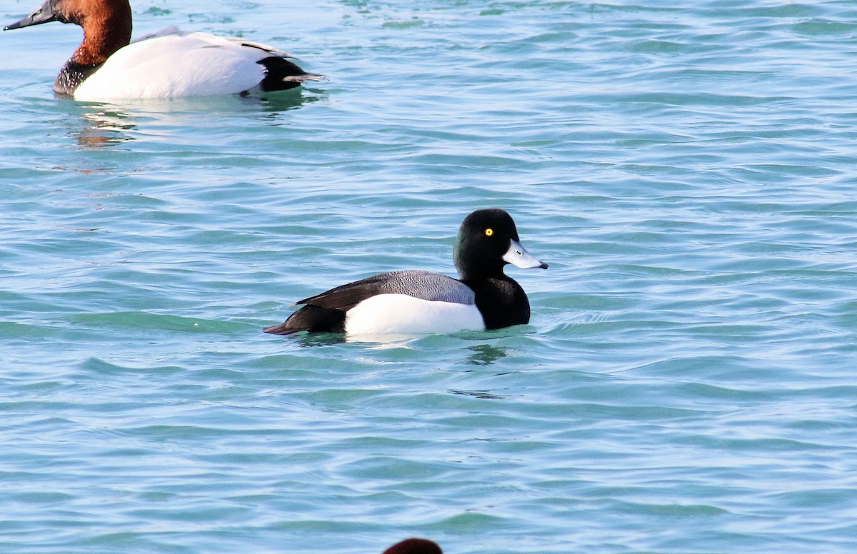 Greater Scaup - ML307625221