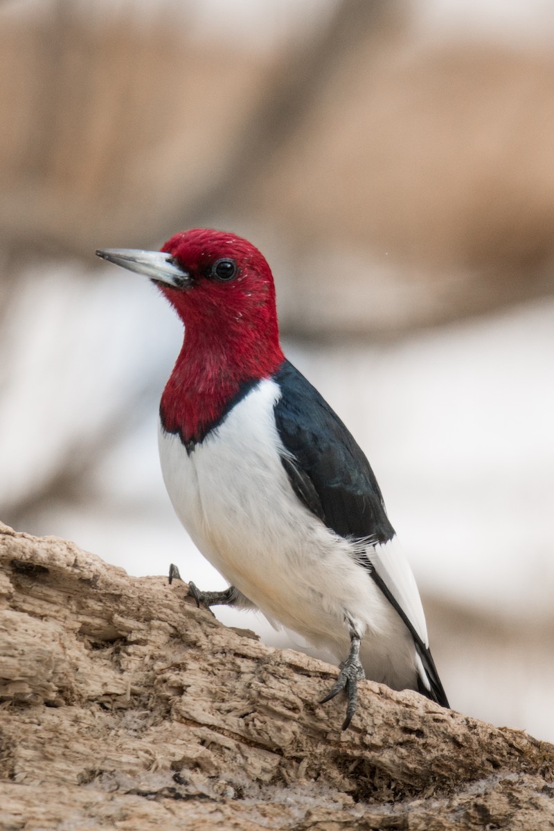 Red-headed Woodpecker - Erin Avram