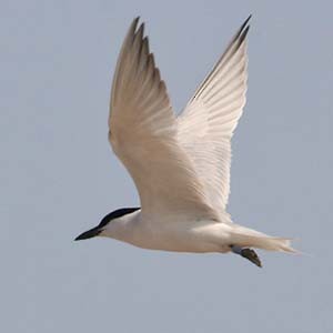 Gull-billed Tern - Don Roberson