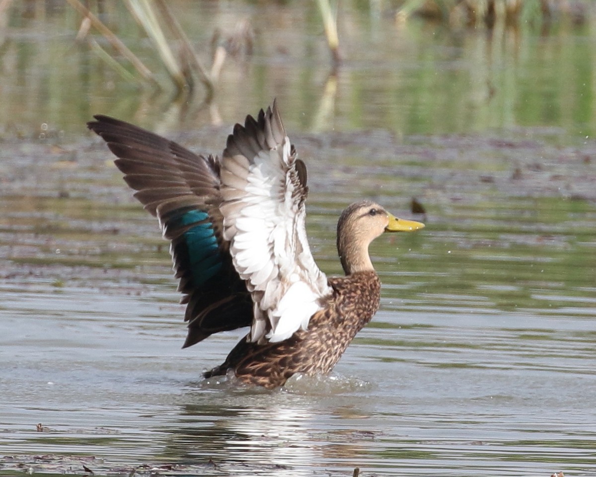 Mexican Duck - ML307631311