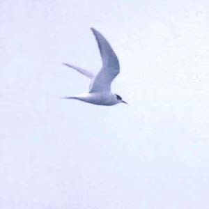 Arctic Tern - Don Roberson