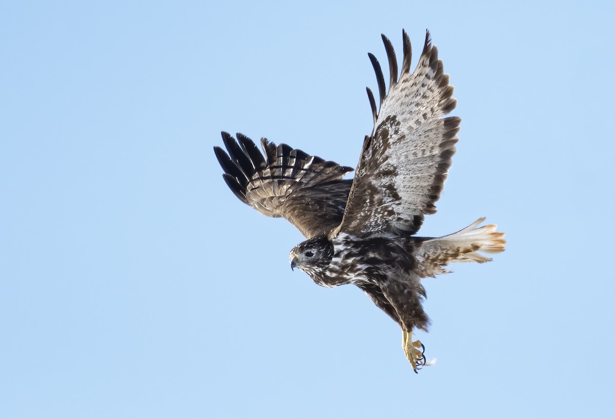 Red-tailed Hawk (Harlan's) - Annie McLeod
