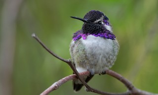  - Costa's Hummingbird